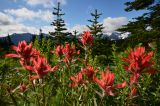 Mt. Rainier